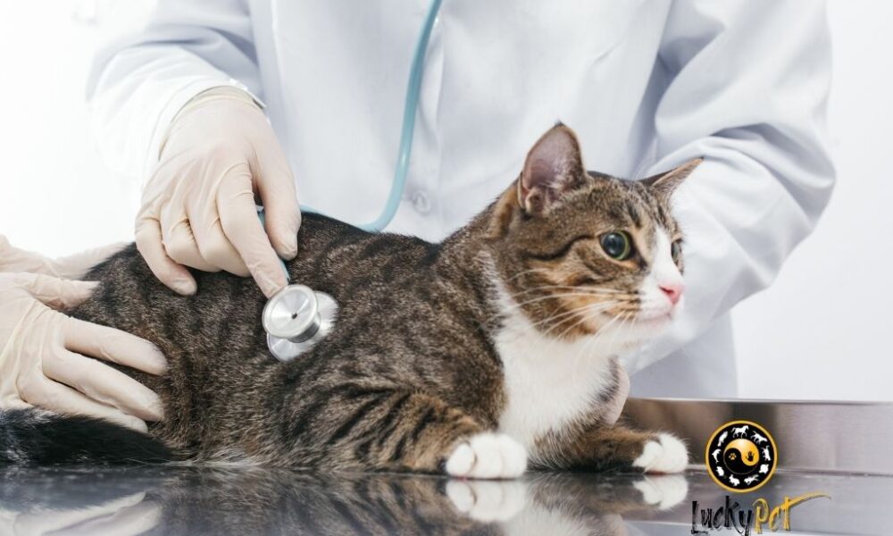 Kis Aylarinda Solunum Yolu Enfeksiyonlari Lucky Pet Veteriner Klinigi