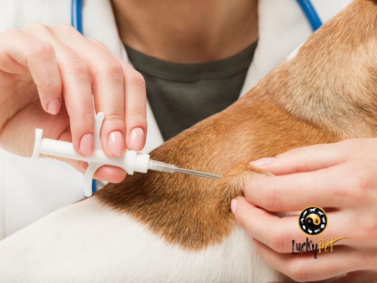 köpeklerde üreme