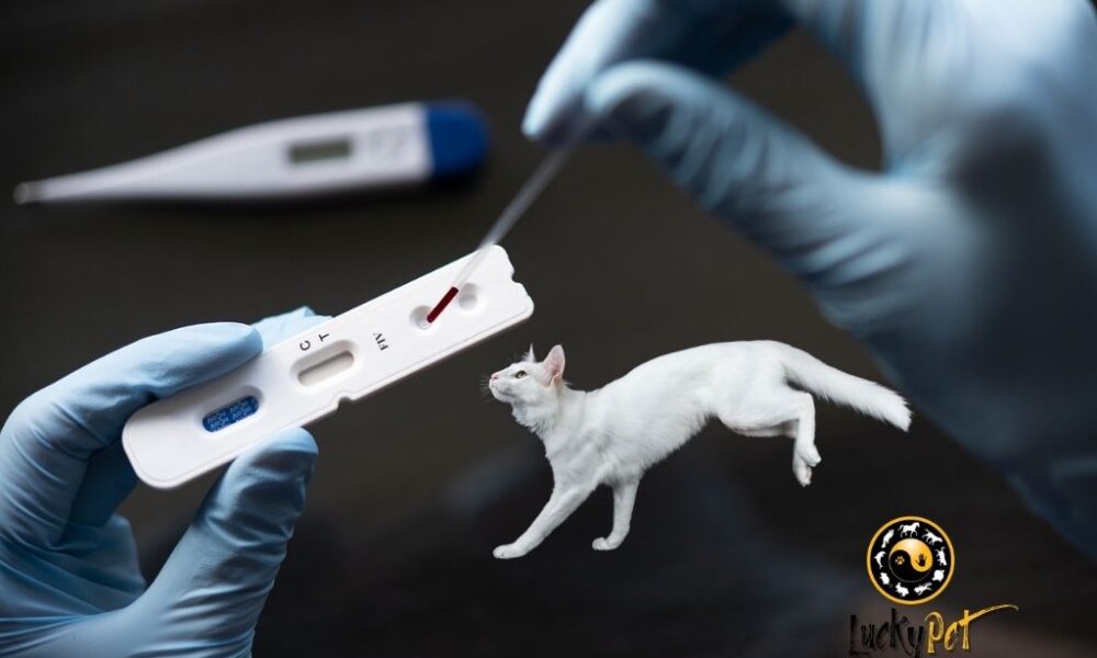 Kedilerde AIDS Hastalığı FIV Lucky Pet Veteriner Kliniği